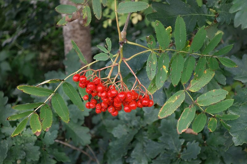 Рябина (Sorbus aucuparia)
