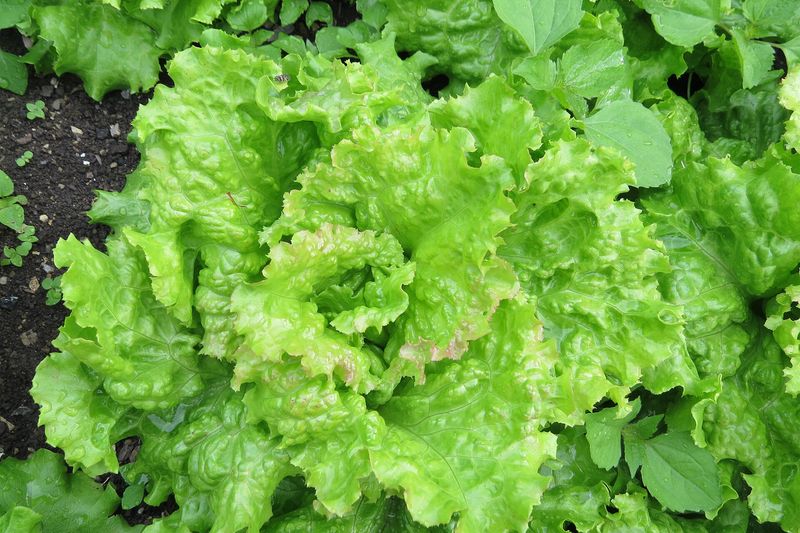 Салат листовой (Lactuca sativa)