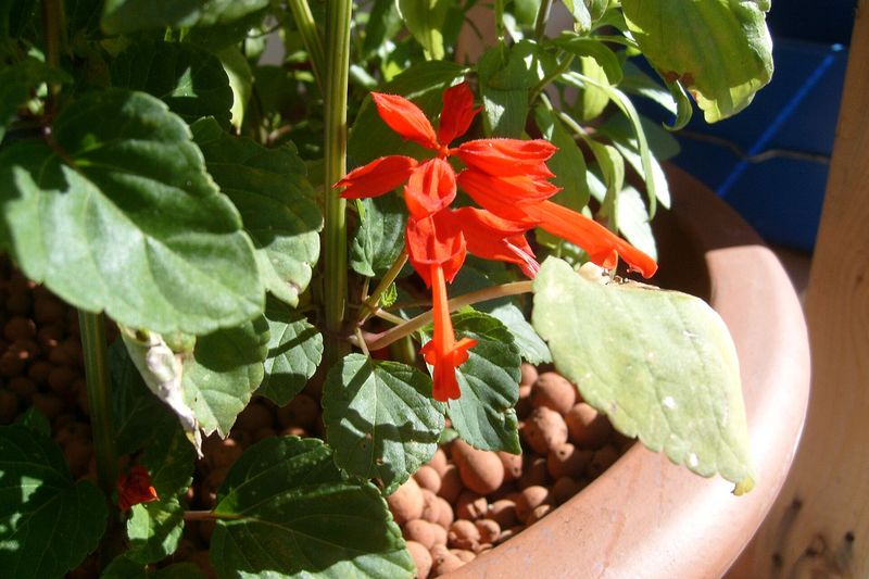 Сальвия (Salvia splendens, Salvia farinacea, Salvia nemorosa)