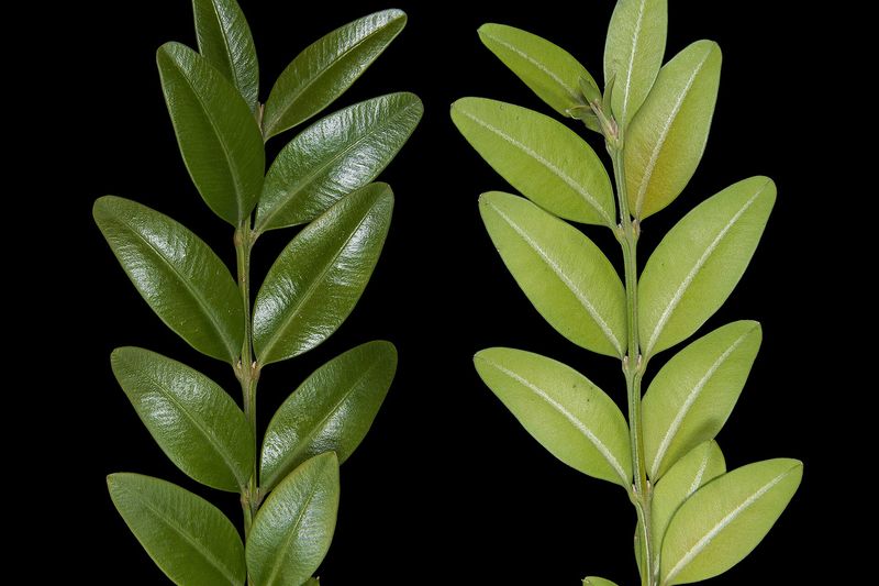 Самшит (Buxus sempervirens)