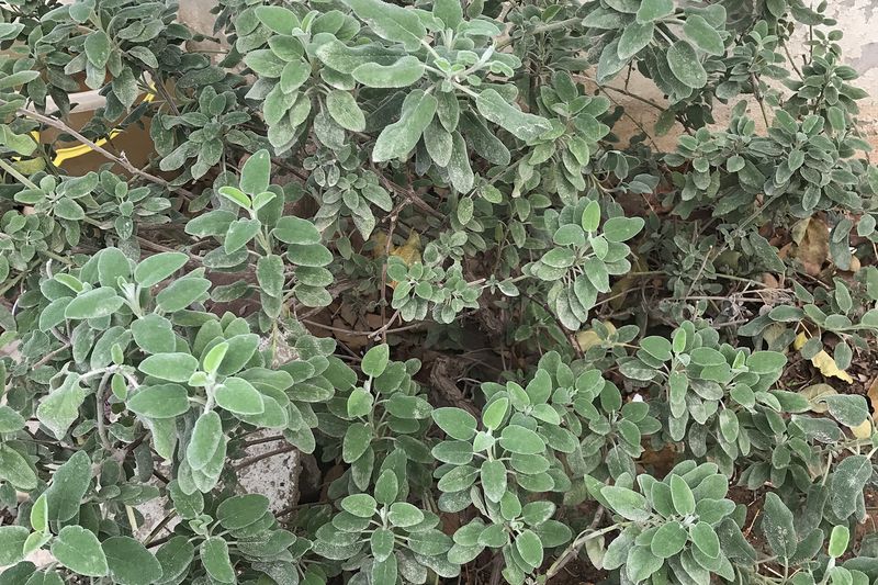 Шалфей лекарственный (Salvia officinalis)