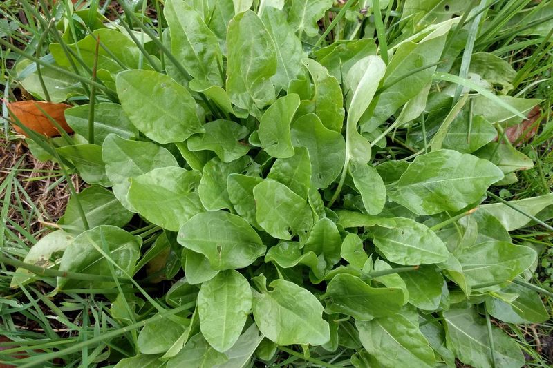 Щавель (Rumex acetosa)