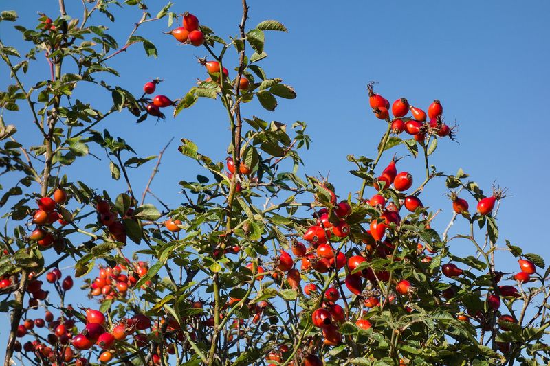 Шиповник (Rosa majalis, Rosa rugosa, Rosa canina)