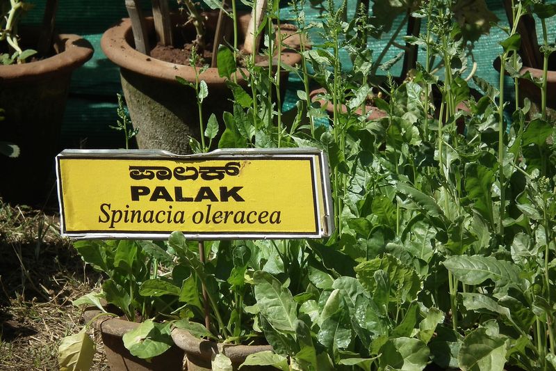 Шпинат (Spinacia oleracea)