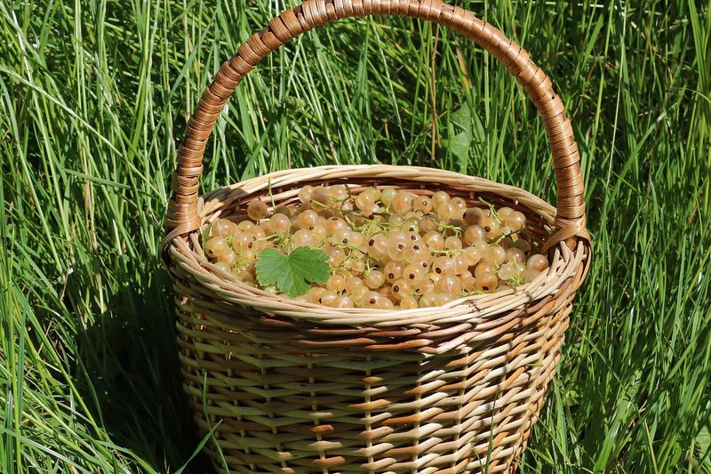 Смородина белая (Ribes rubrum (белоплодные формы))