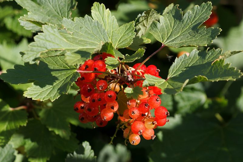 Смородина красная (Ribes rubrum)