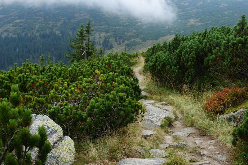 Сосна горная (Pinus mugo)