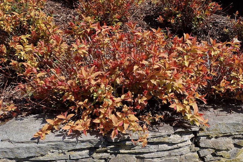 Спирея (Spiraea japonica, Spiraea × vanhouttei, Spiraea nipponica)