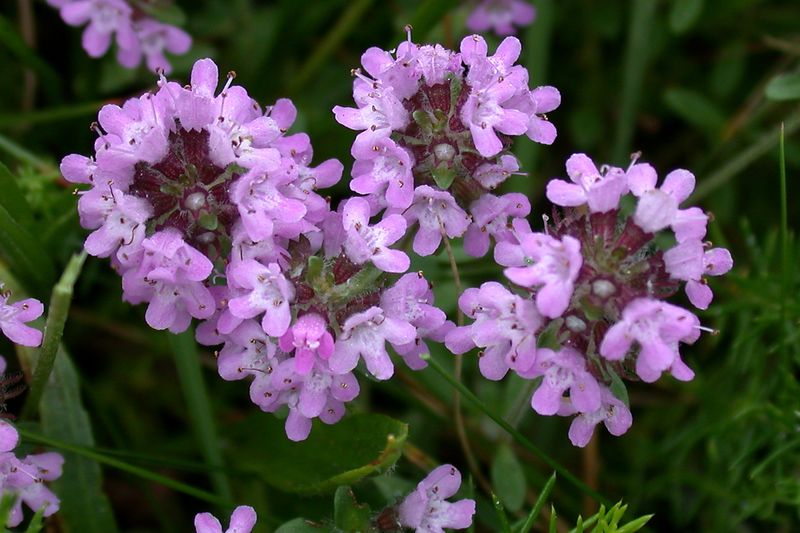 Тимьян (чабрец) (Thymus vulgaris, Thymus serpyllum)