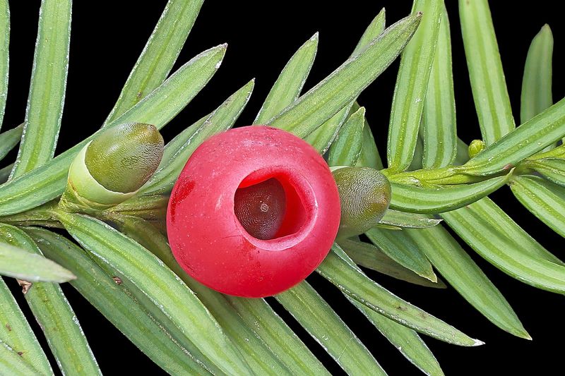 Тис (Taxus baccata, Taxus cuspidata, Taxus × media)