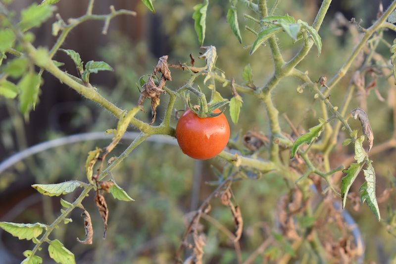 Томат (Solanum lycopersicum)