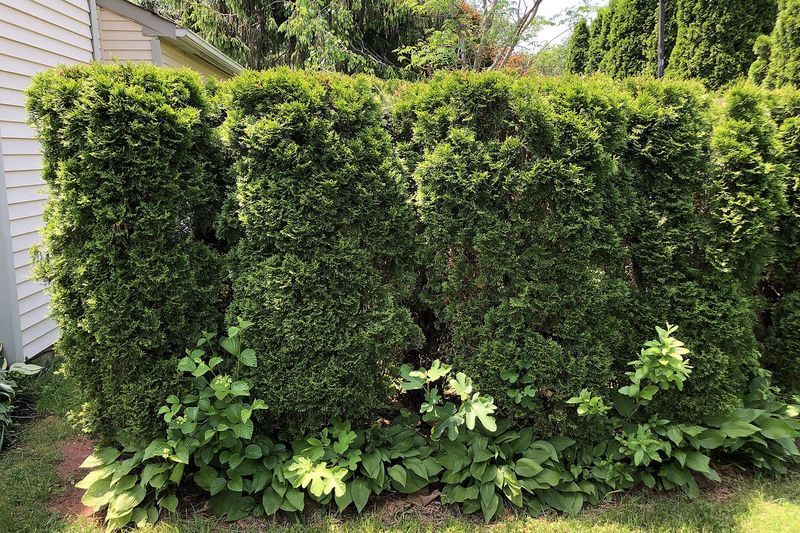 Туя западная (Thuja occidentalis)