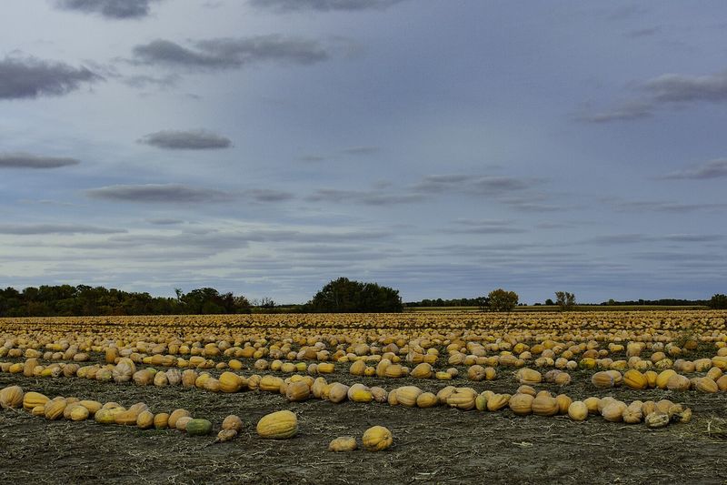 Тыква (Cucurbita maxima, C. pepo, C. moschata)