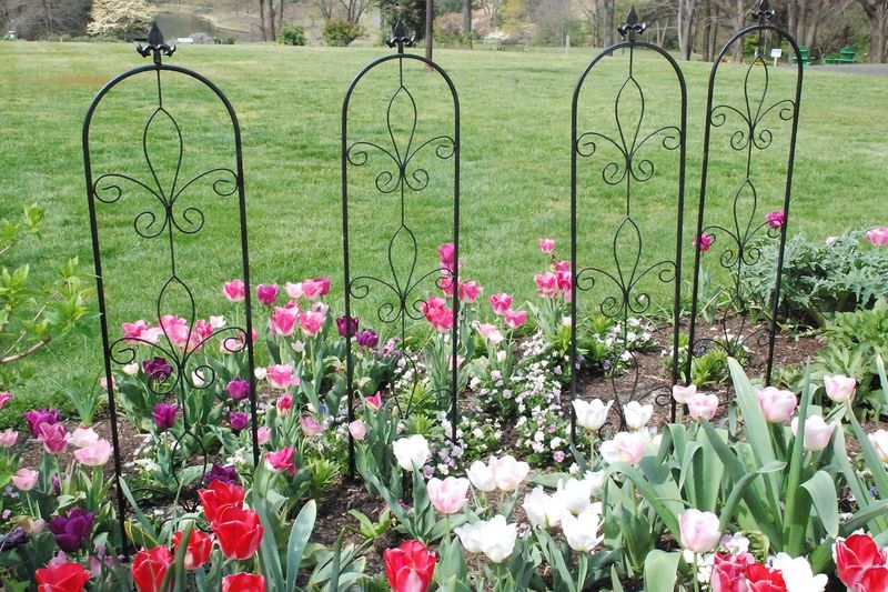 Тюльпан (Tulipa)