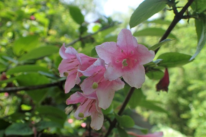 Вейгела (Weigela)