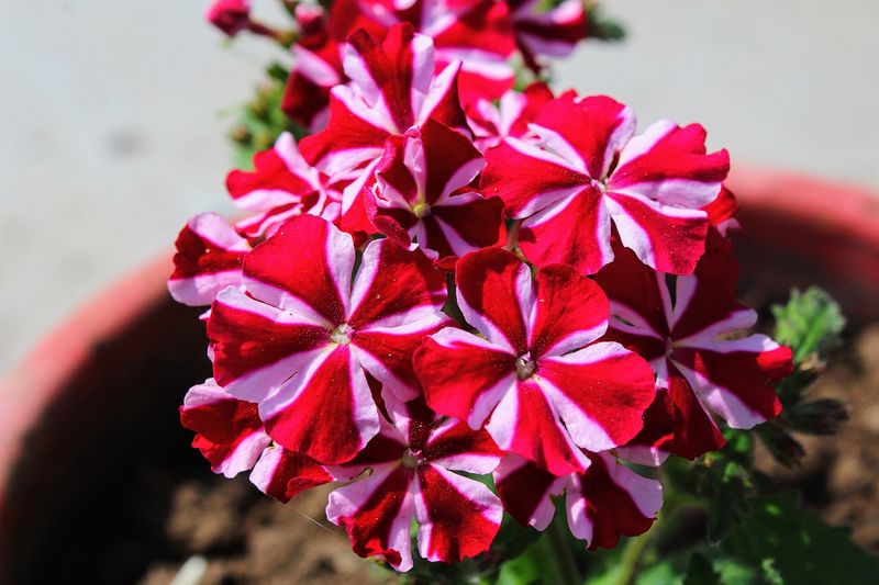 Вербена гибридная (Verbena × hybrida)
