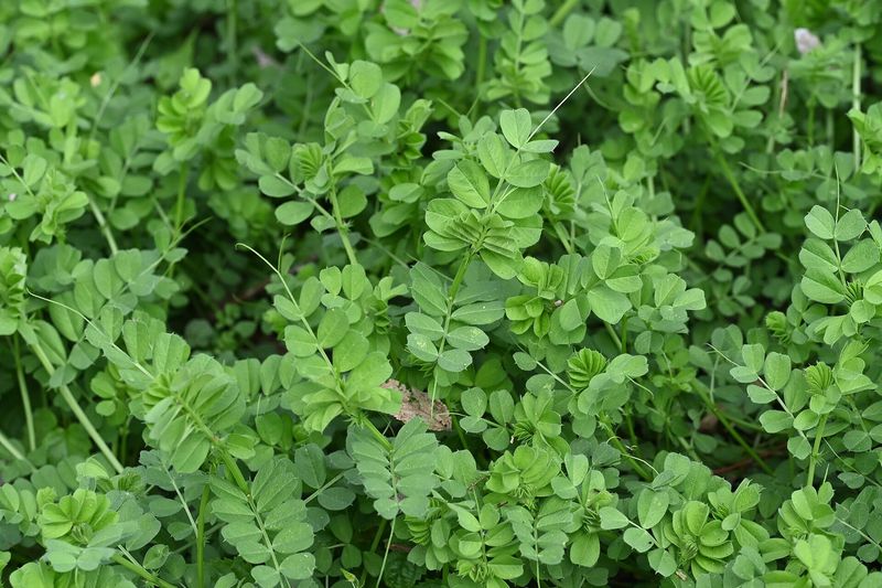 Вика (Vicia sativa, Vicia villosa)