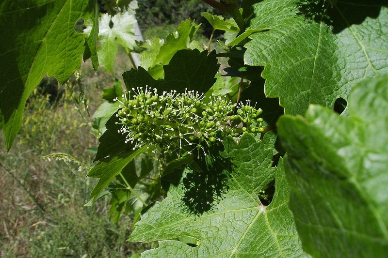 Виноград (Vitis)