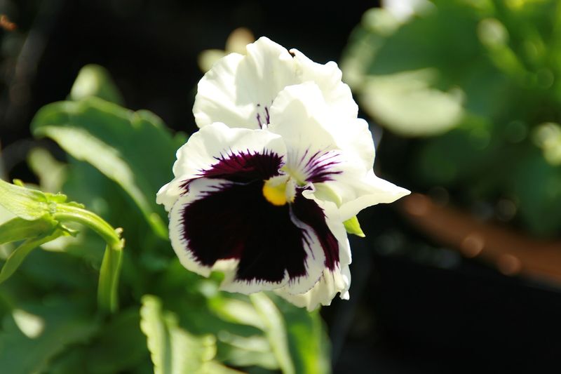 Виола (анютины глазки) (Viola × wittrockiana, Viola cornuta)