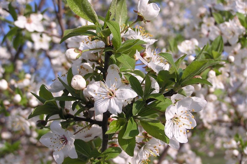 Вишня (Prunus cerasus)