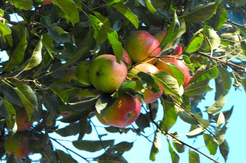 Яблоня (Malus domestica)