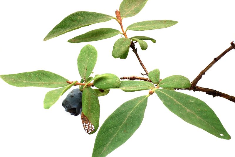 Жимолость съедобная (Lonicera caerulea)