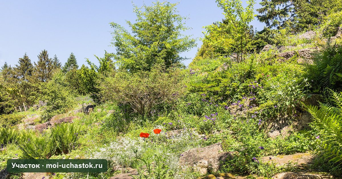 Альпийская горка с камнями и растениями