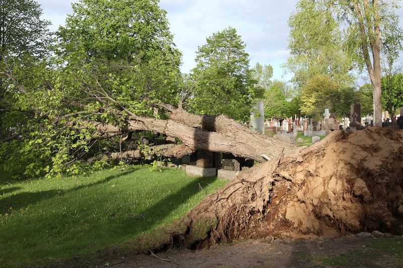 Дерево, вывороченное ветром