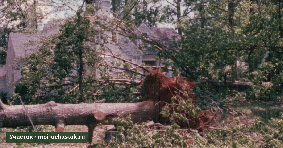 Вывороченное дерево во дворе после бури