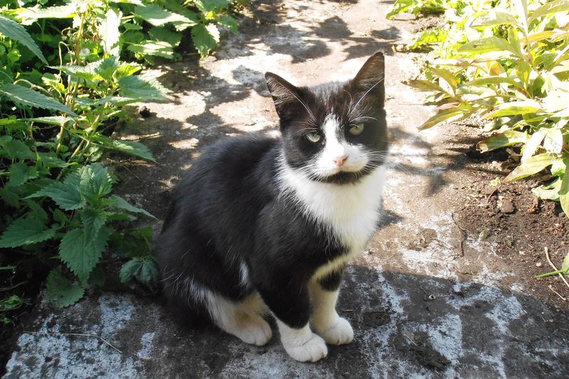 Кошка на грядке среди растений
