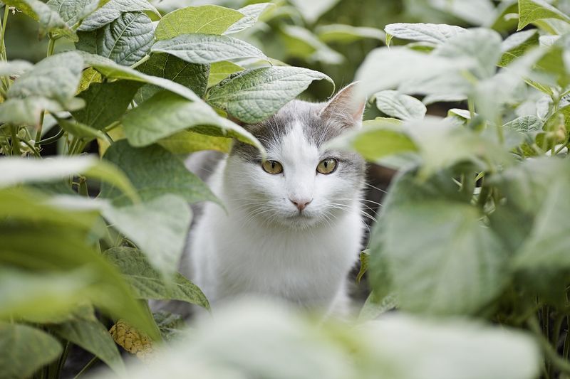 Кошка прячется в посадках фасоли