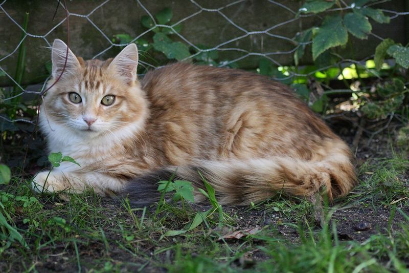 Кот отдыхает в саду