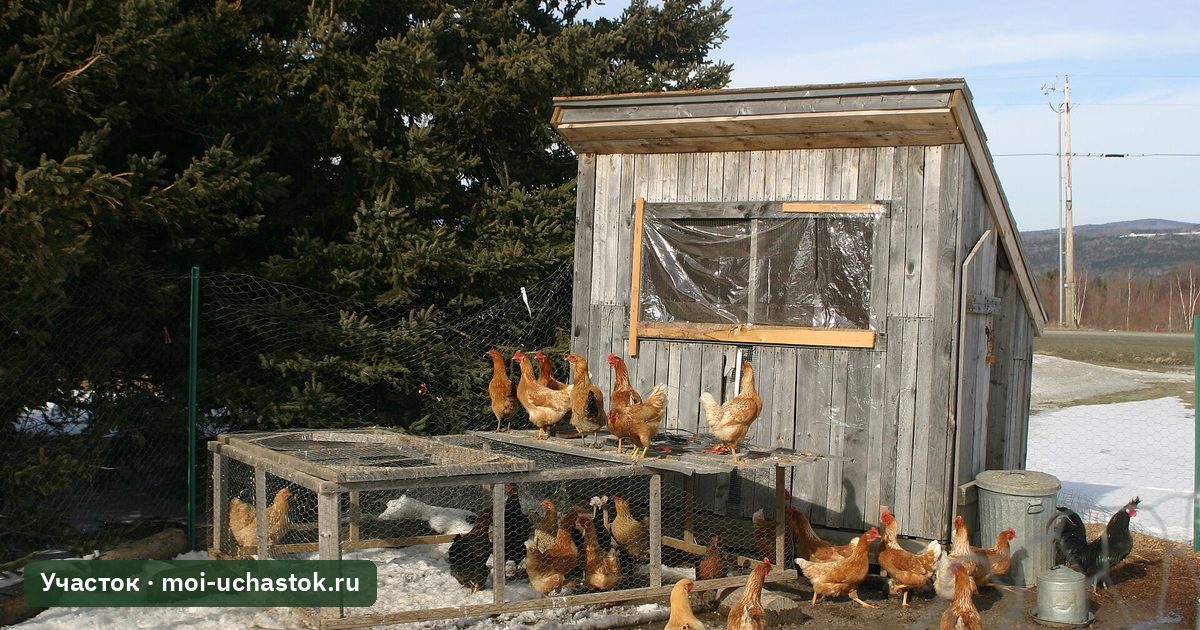 Курятник с выгулом и курами на приусадебном участке
