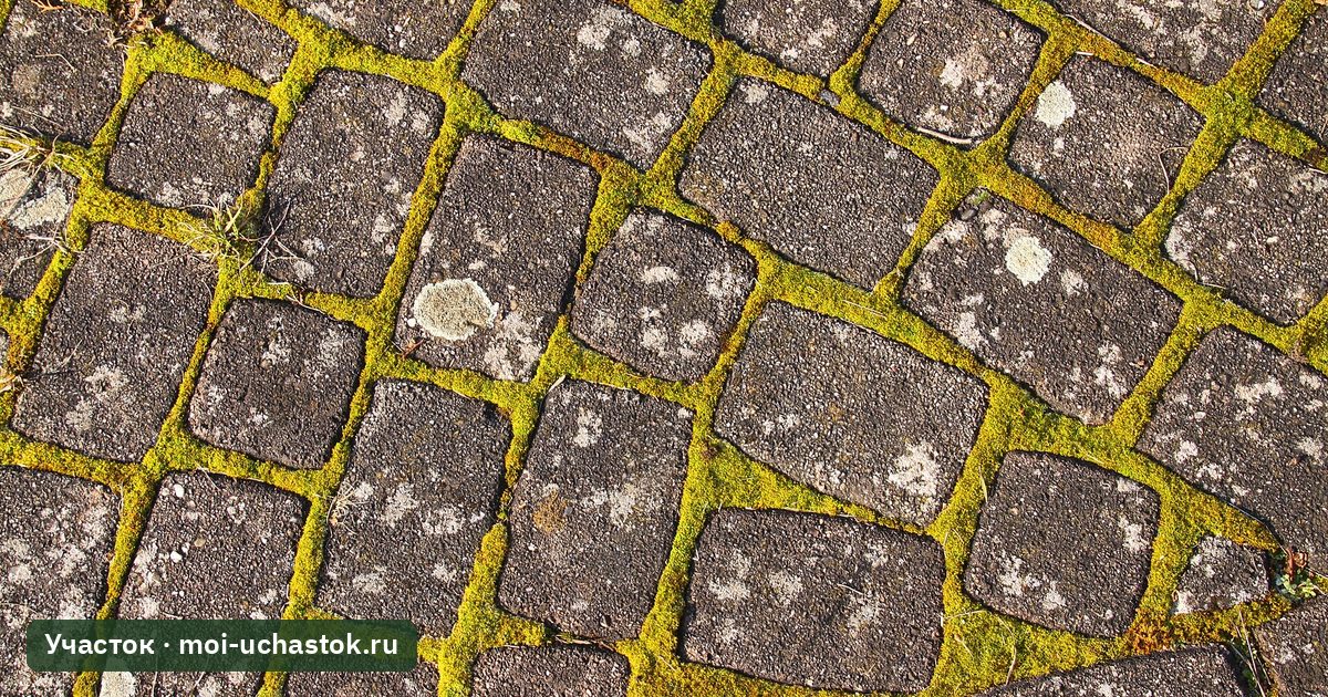 Мох в швах садовой брусчатки