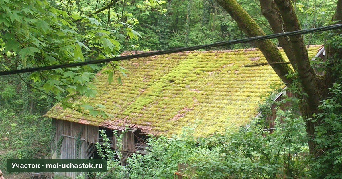 Сарай с крышей, заросшей мхом