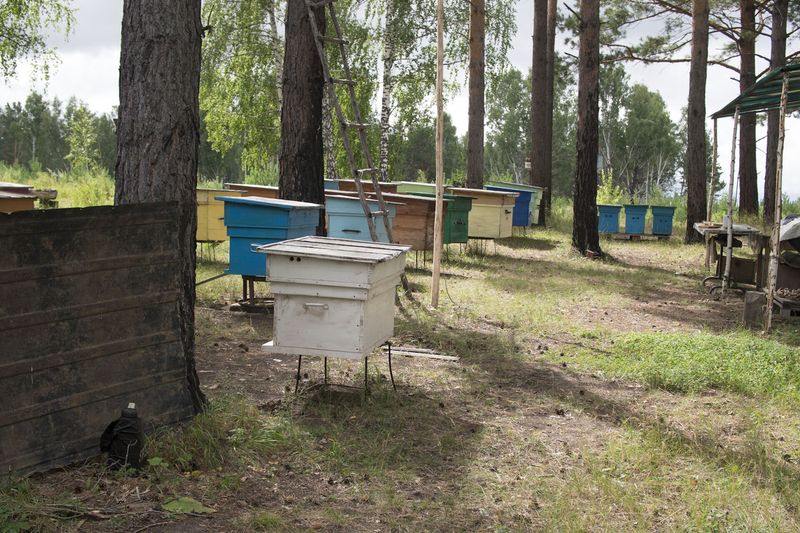 Ульи в полутени деревьев