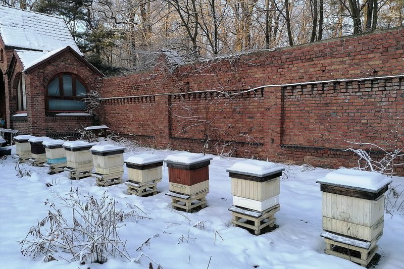 Ульи под снегом у защитной стены