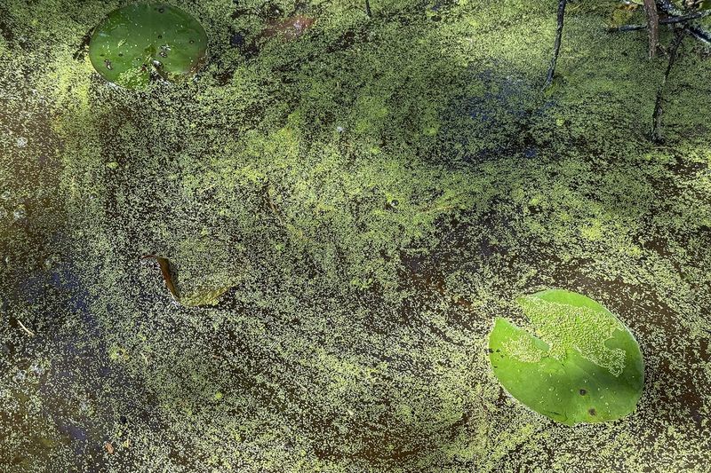 Листья кувшинок затеняют воду
