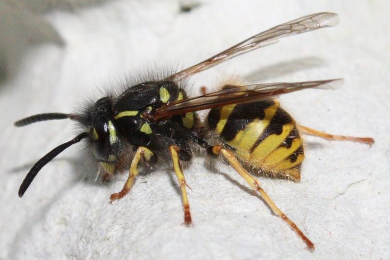 Обыкновенная оса (Vespula vulgaris) — она заметно мельче шершня