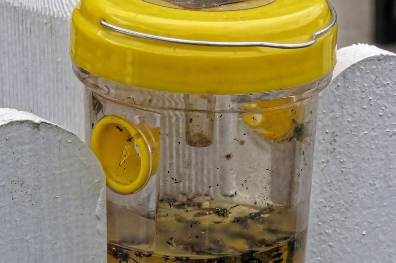Ловушка для ос с приманкой