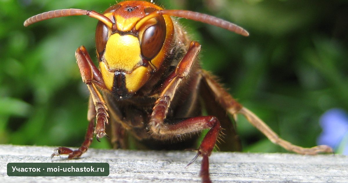 Шершень обыкновенный (Vespa crabro)