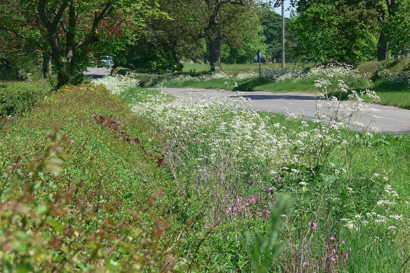 Изгородь задерживает пыль с дороги