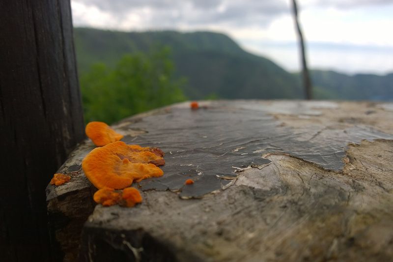 Плесень на древесине