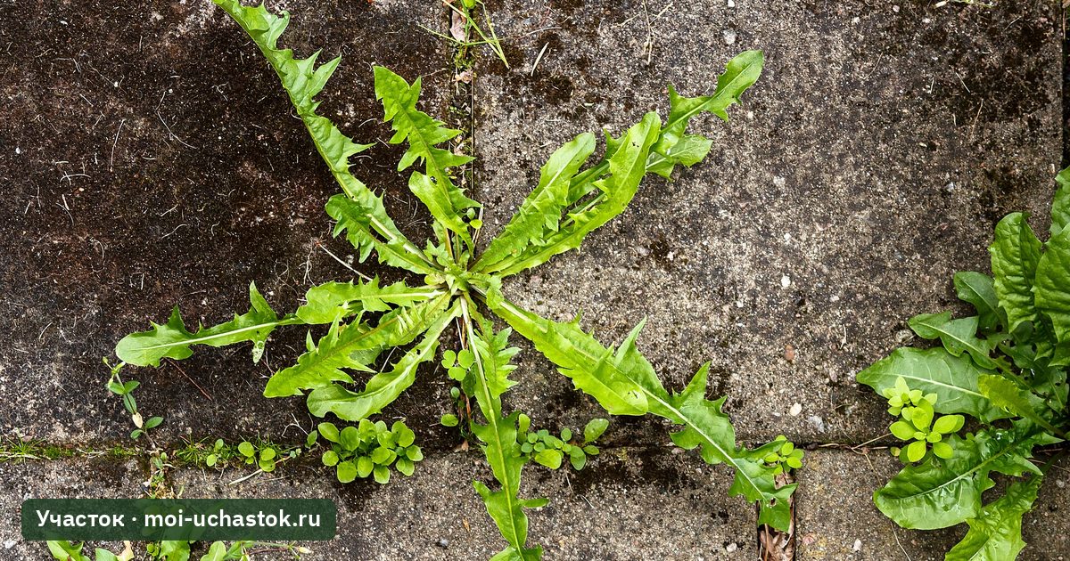 Трава и сорняки в швах между плитами