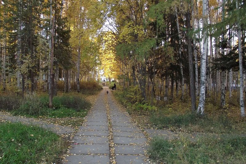 Берёзовая роща