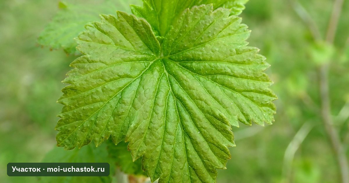 Куст чёрной смородины