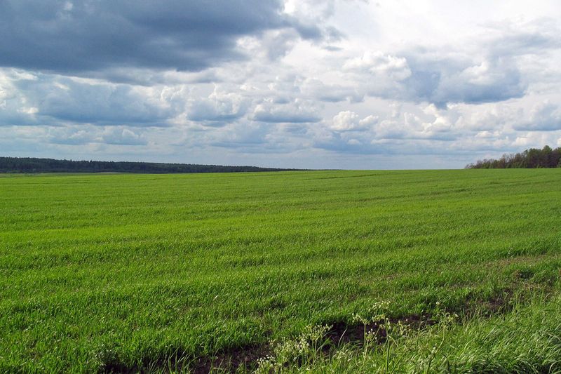 Поле сельскохозяйственного назначения