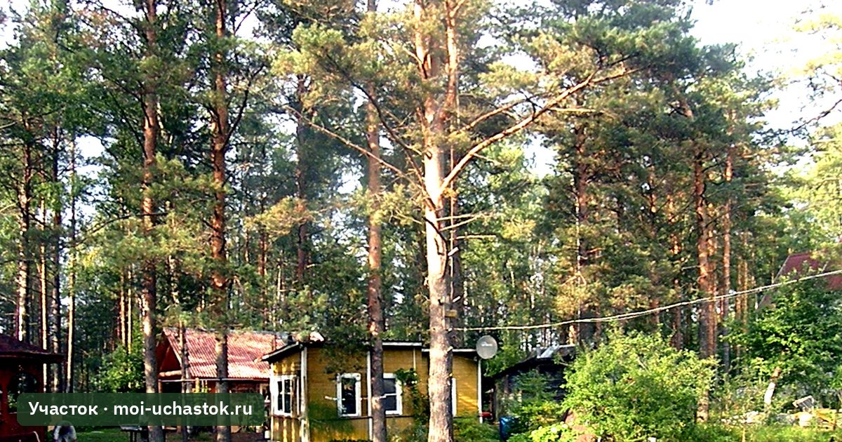 Дача у леса