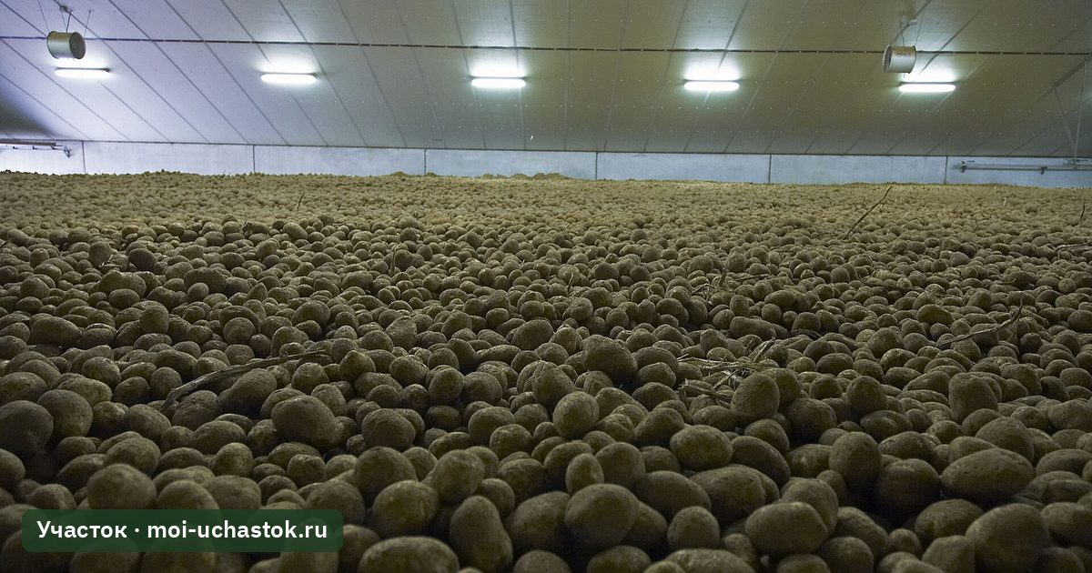 Картофель, заложенный на хранение