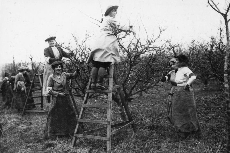 Обрезка деревьев со стремянки